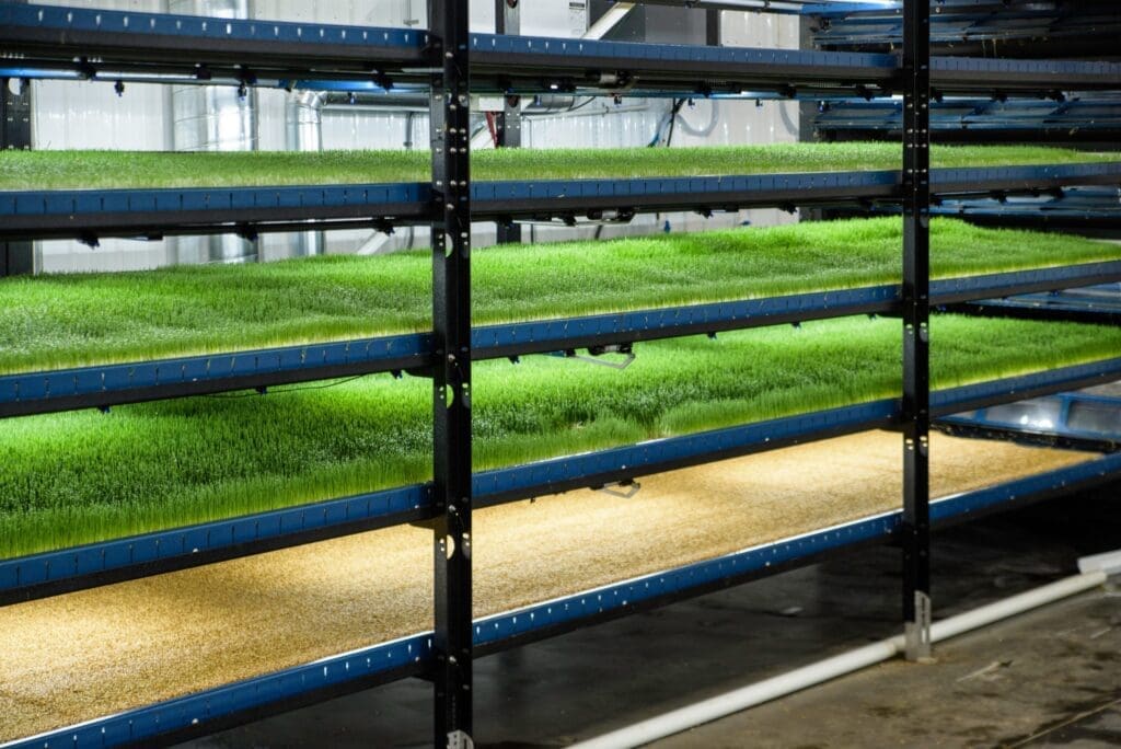Hydrogreens Kambali
